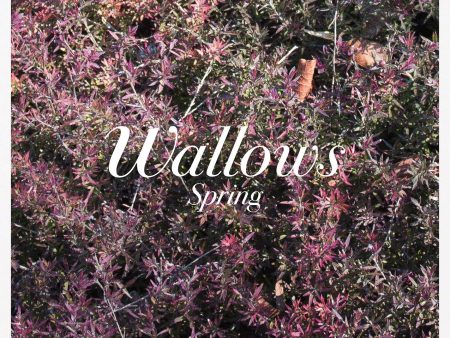 Wallows Spring LP Online Sale